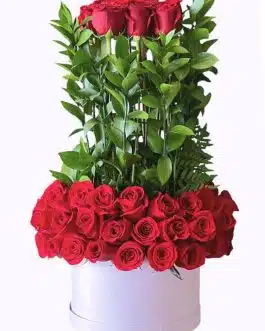 Grand Rose Symphony